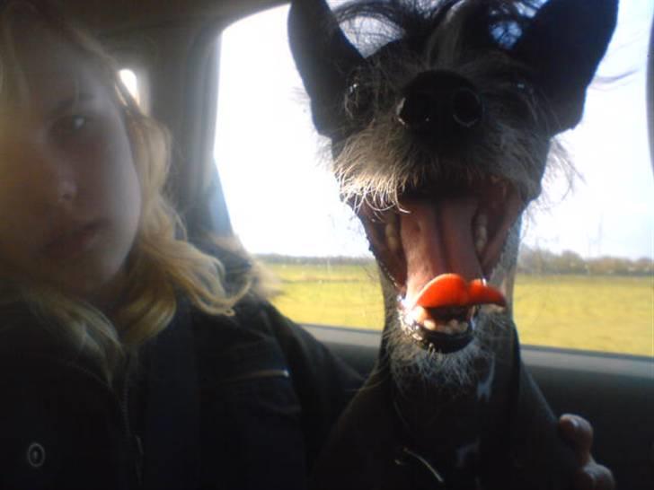 Xoloitzcuintle Gizmo - det varmt og køre i bil :P billede 11