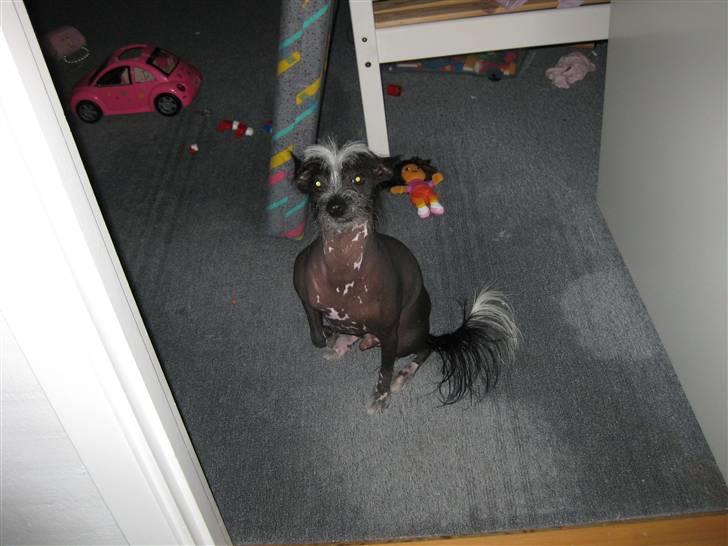 Xoloitzcuintle Gizmo - århada :P  billede 12