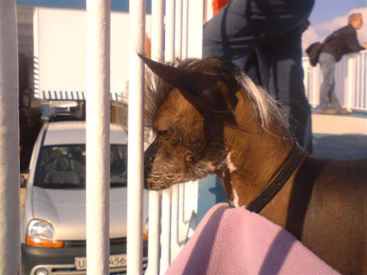 Xoloitzcuintle Gizmo - på fanøfærgen  :) billede 13