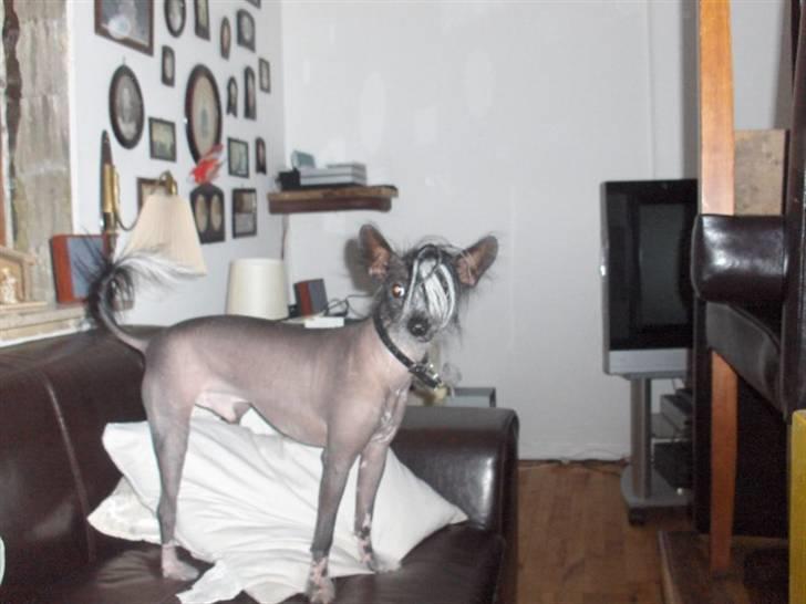Xoloitzcuintle Gizmo - lorelore :)  billede 14