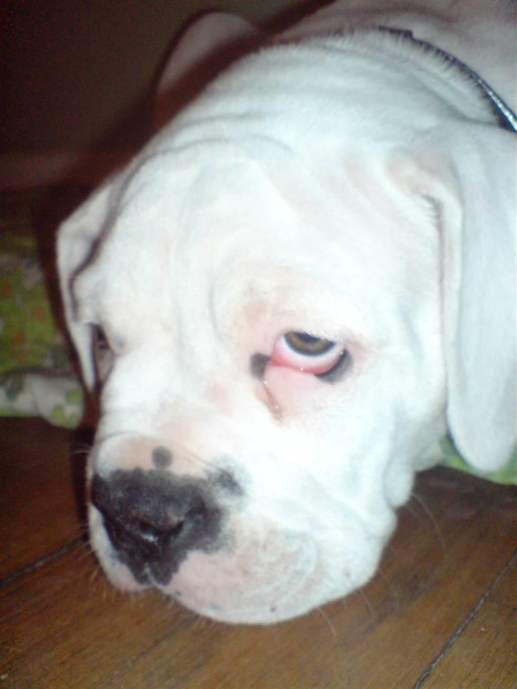 Amerikansk bulldog Tyson - jeg er så træt :) billede 2