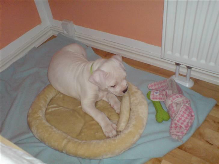 Amerikansk bulldog Tyson billede 3