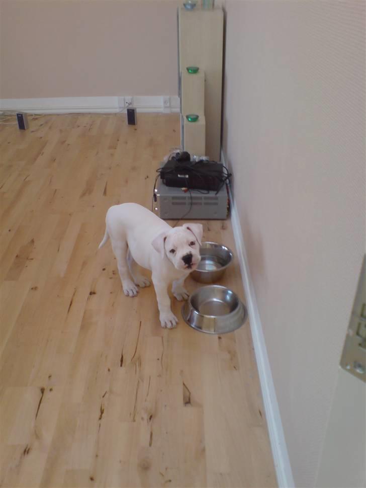 Amerikansk bulldog Tyson - min far siger jeg skal spise op så jeg kan blive stor og stærk:) billede 4
