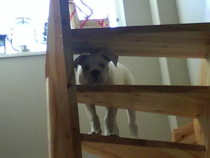 Amerikansk bulldog Tyson - tittebøh billede 5