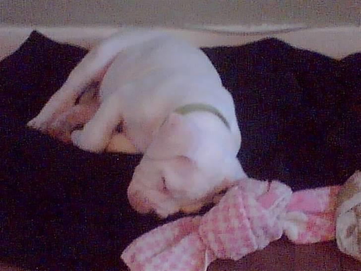 Amerikansk bulldog Tyson billede 6