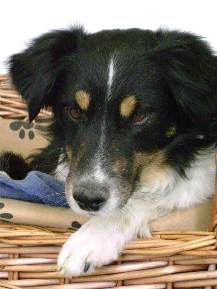 Blanding af racer Bandit<3 - Bandit på stranden :D :D <3 billede 1