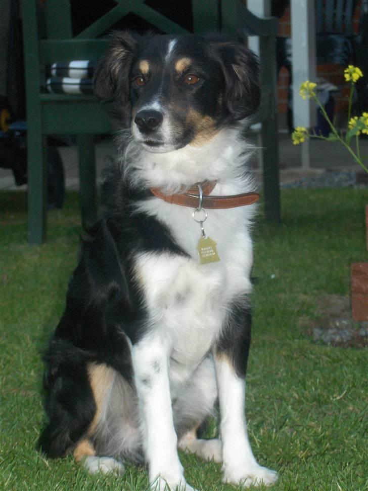 Blanding af racer Bandit<3 - SMUKKE!!! :D<3 synes selv det er et GODT billed og det bedste er at jeg har over 20 billeder ligesom det her xb :D :D billede 2