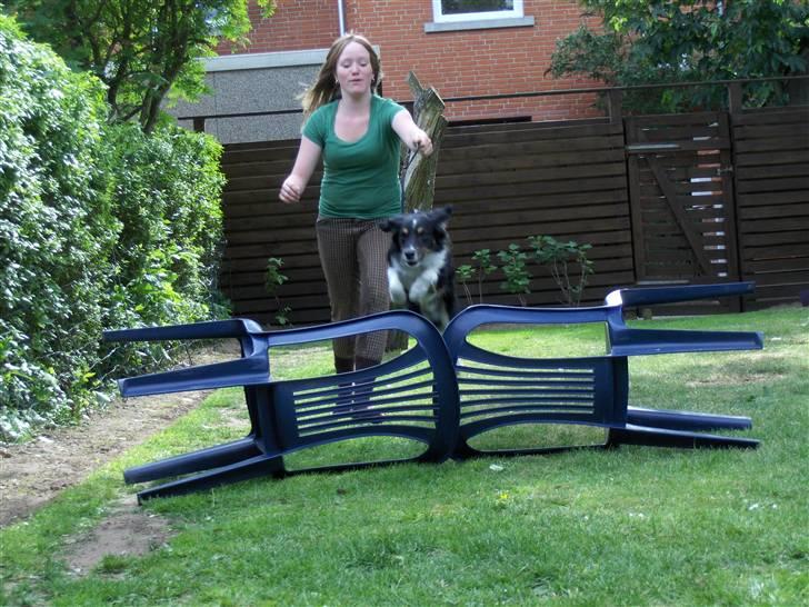 Blanding af racer Bandit<3 - spring!! springet er 50cm og han er kun 42cm ;) billede 3