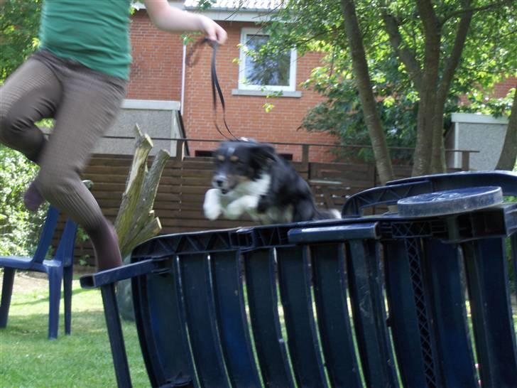 Blanding af racer Bandit<3 - 85cm!!!! :D  billede 4