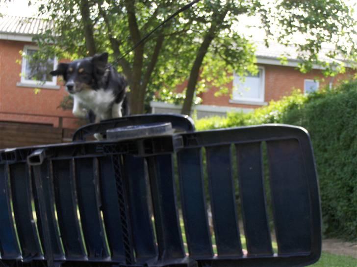 Blanding af racer Bandit<3 - 90-100cm :D :D  billede 5