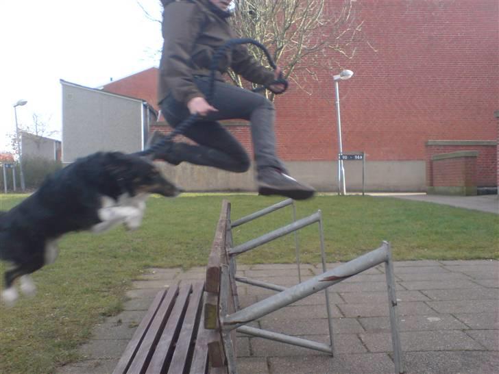 Blanding af racer Bandit<3 - 85-90cm kan ikke helt huske det :b billede 6