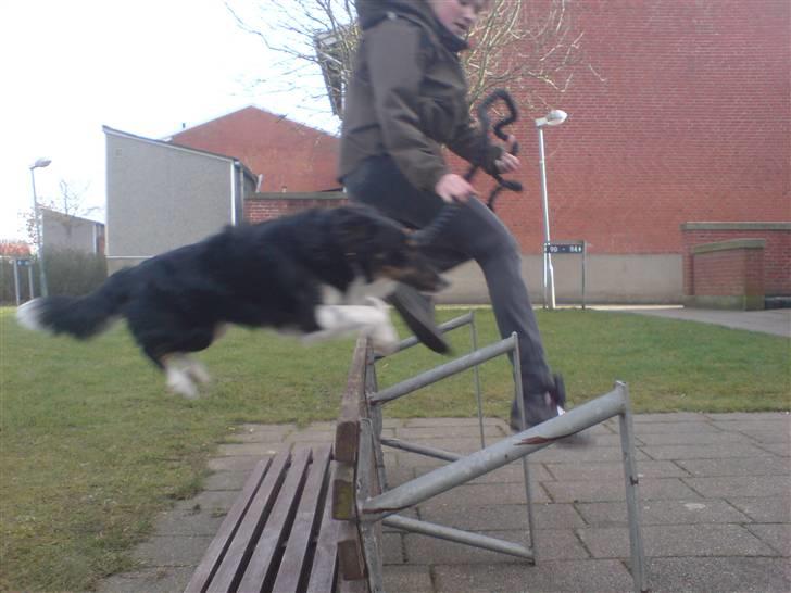 Blanding af racer Bandit<3 billede 7