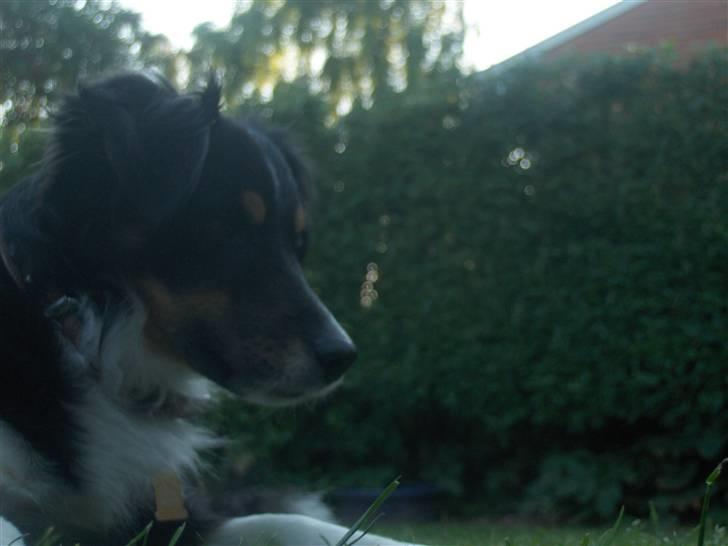 Blanding af racer Bandit<3 - nuuuuurg billede 8