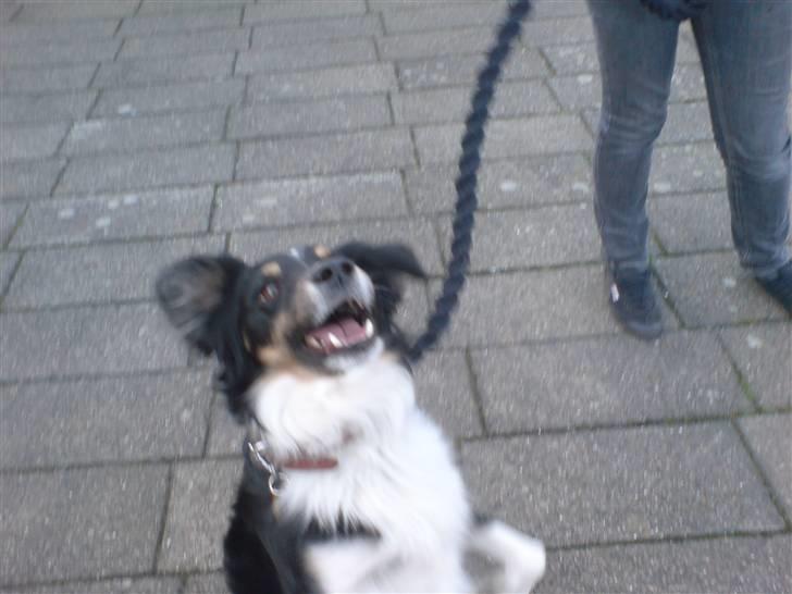 Blanding af racer Bandit<3 billede 9