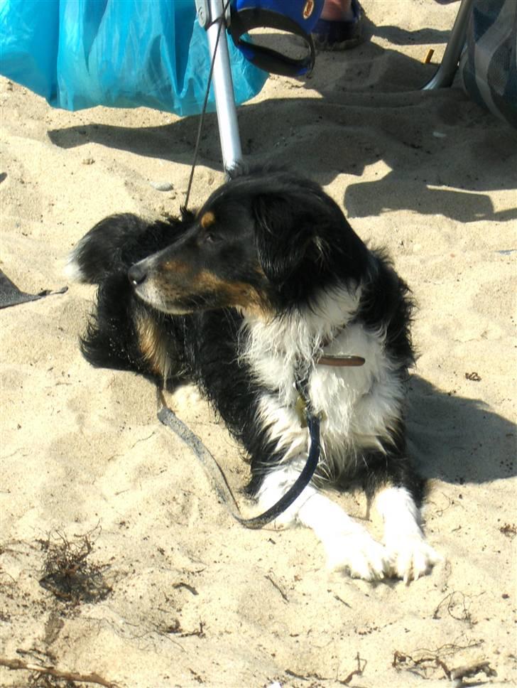 Blanding af racer Bandit<3 - på stranden :D billede 10