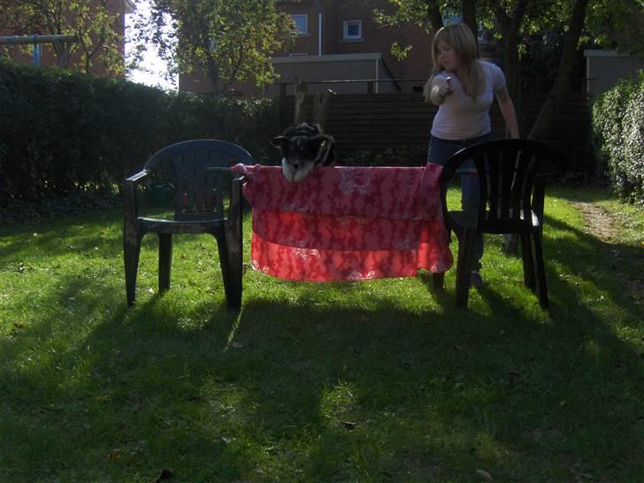 Blanding af racer Bandit<3 billede 11