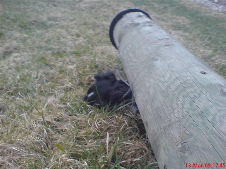 Blanding af racer Bandit<3 billede 12