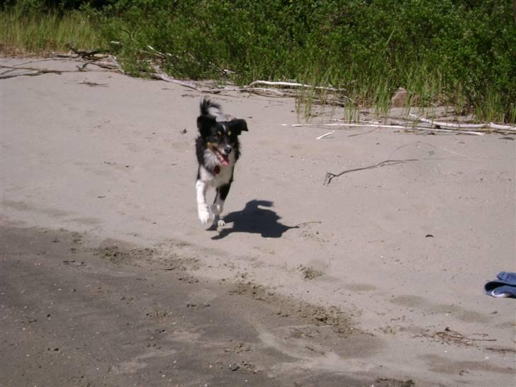 Blanding af racer Bandit<3 billede 13