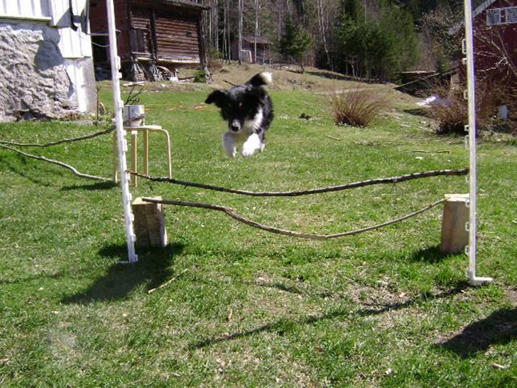 Blanding af racer Bandit<3 billede 14