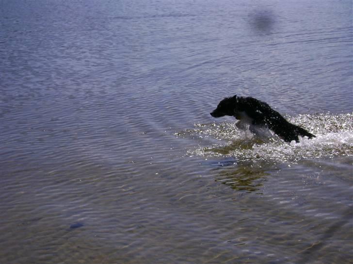 Blanding af racer Bandit<3 billede 15