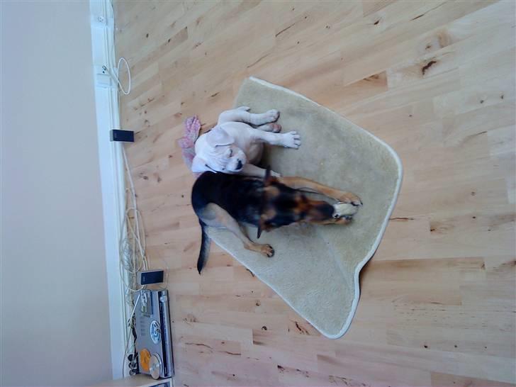 Amerikansk bulldog Tyson - Min fætter Fister og mig:) billede 7