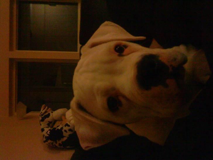 Amerikansk bulldog Tyson billede 8