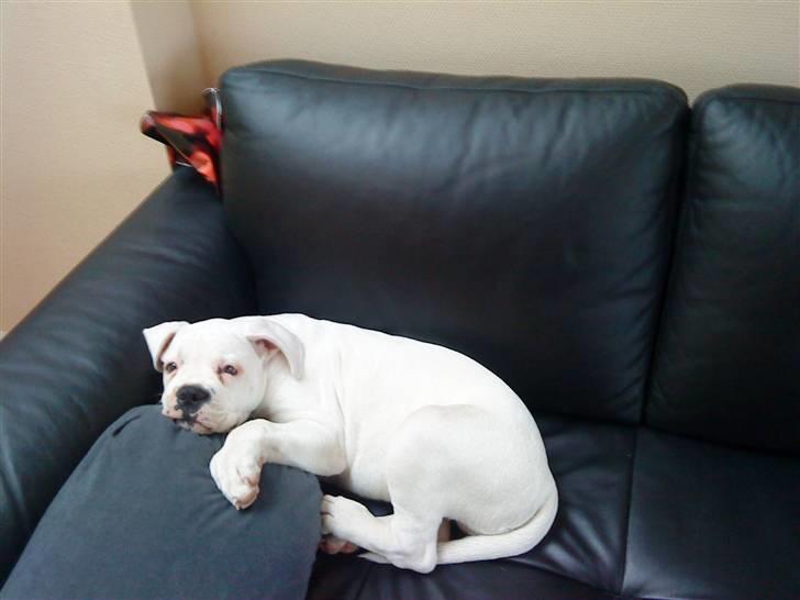 Amerikansk bulldog Tyson billede 9