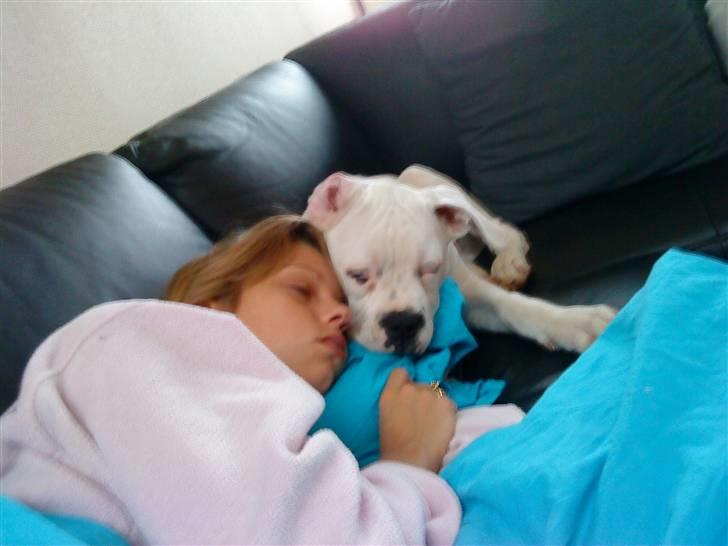 Amerikansk bulldog Tyson - Når Mor er syg, holder jeg hende med selskab:) billede 10