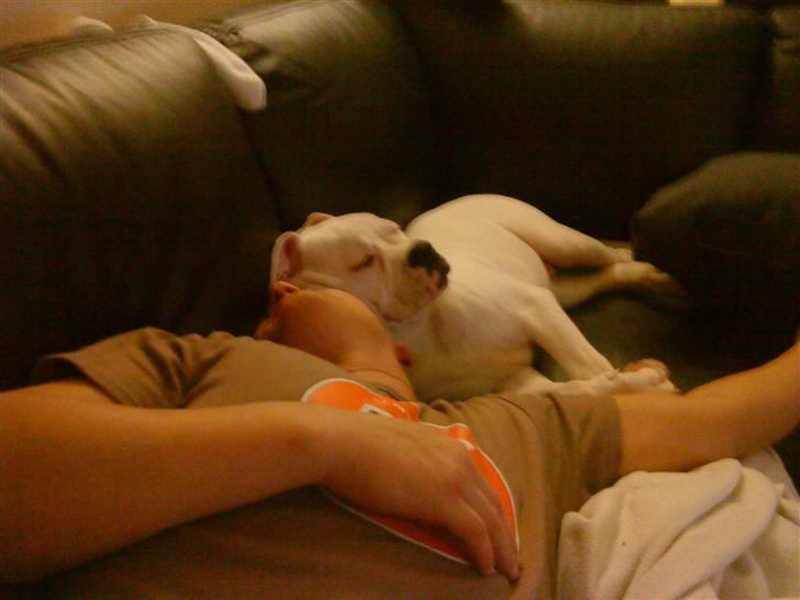 Amerikansk bulldog Tyson - Min Far er den bedste hovedpude:) billede 11