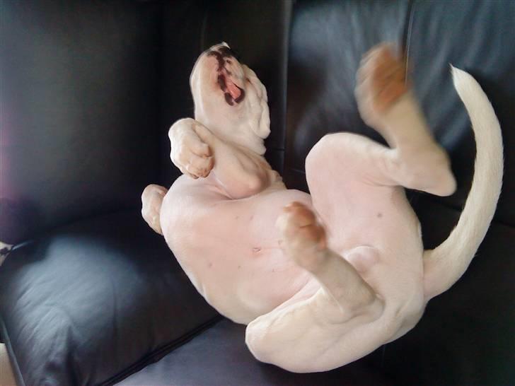 Amerikansk bulldog Tyson billede 12