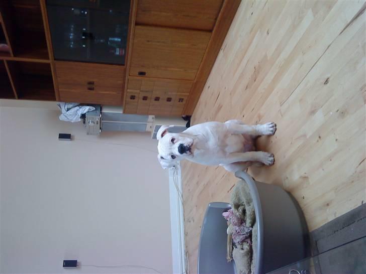 Amerikansk bulldog Tyson billede 13