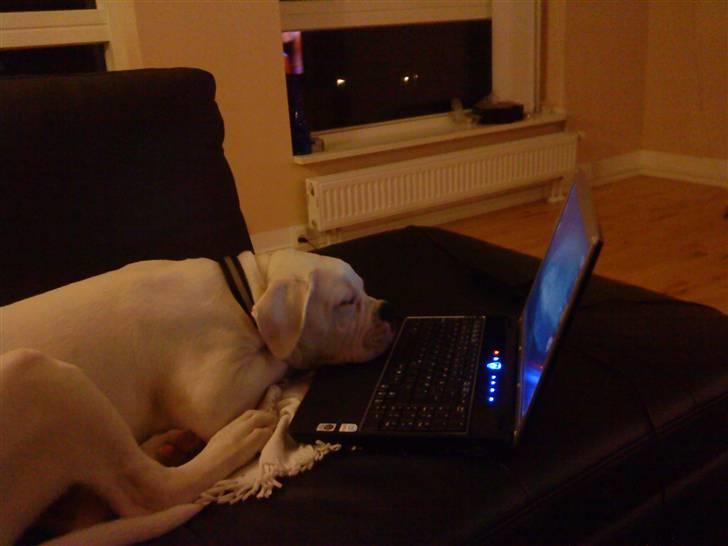 Amerikansk bulldog Tyson - hunde kan da også ha brug for lidt "hygge" :) billede 14