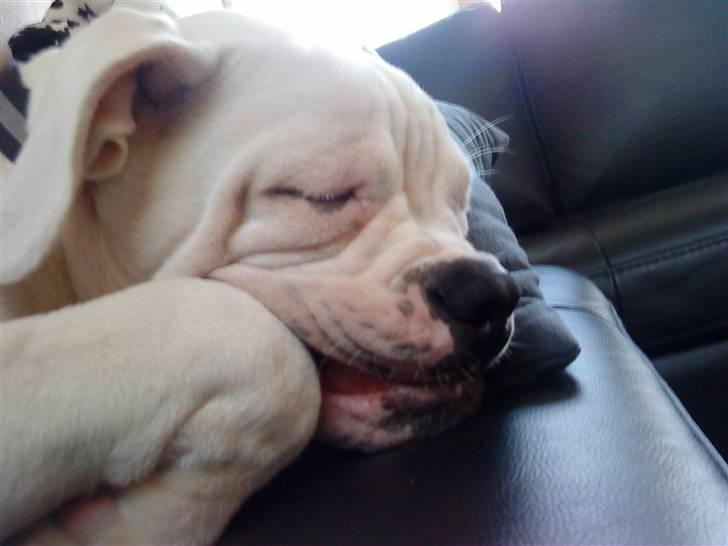 Amerikansk bulldog Tyson - Se hvor fin jeg er når jeg sover.... billede 15