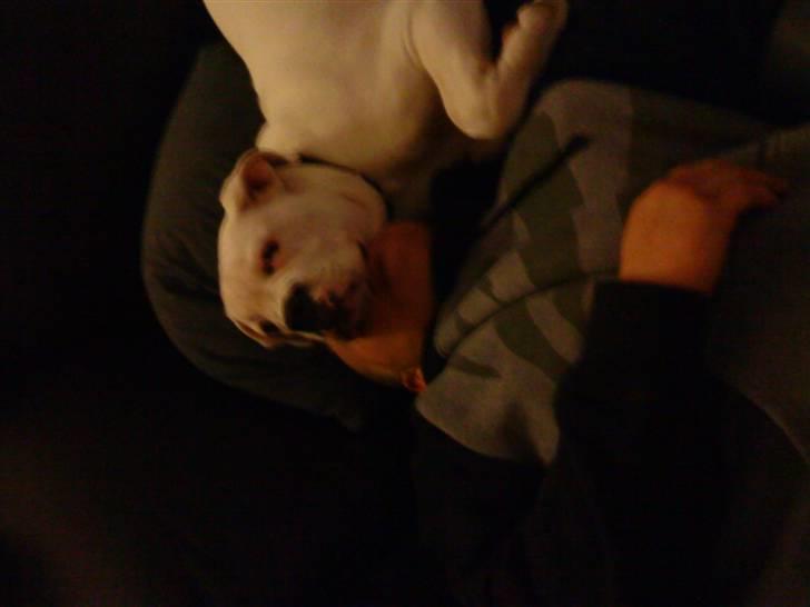 Amerikansk bulldog Tyson - trækker far mon vejret ? billede 16