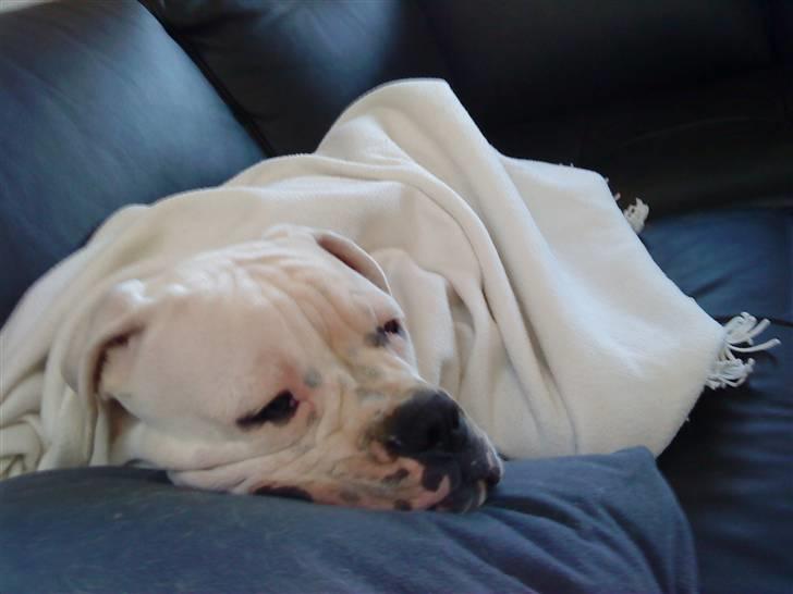 Amerikansk bulldog Tyson - Mors tæppe er bedst når det er nyvasket :) billede 17