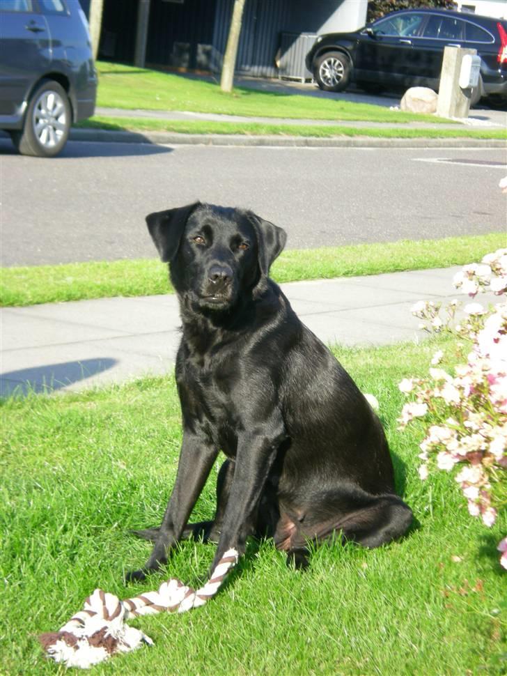 Labrador retriever Bella billede 13