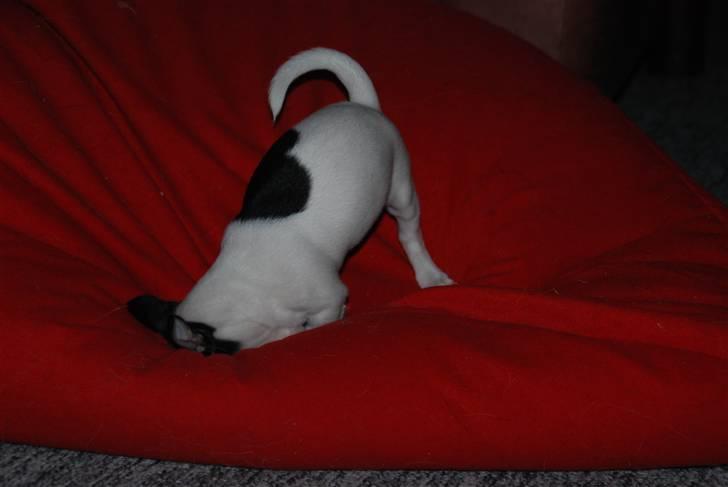 Chihuahua Chihuahua flower´s Trille - Frida i vild leg. billede 7