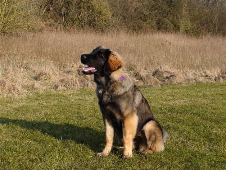 Leonberger Nahla  - 7 måneder billede 13