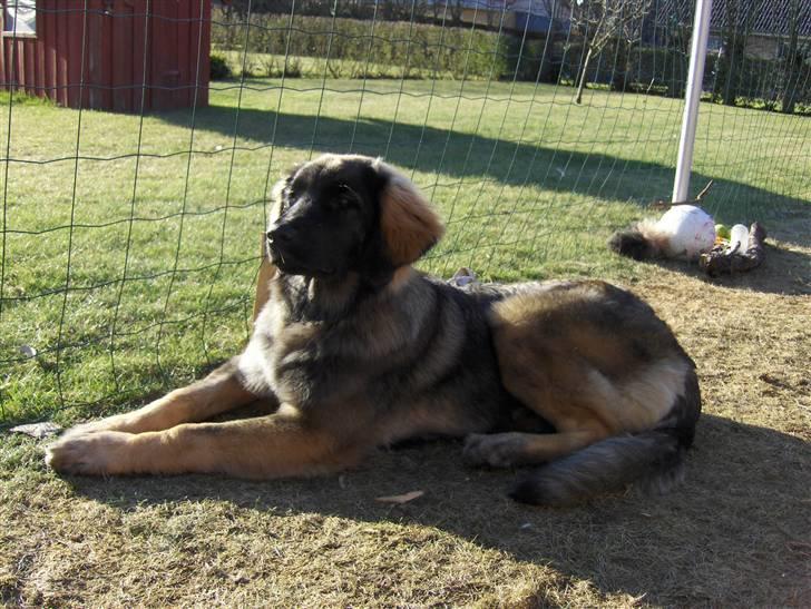 Leonberger Nahla  - 7 måneder billede 14