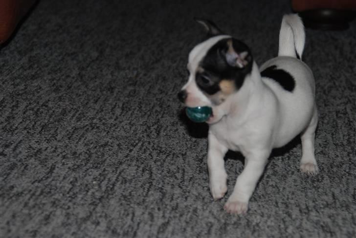 Chihuahua Chihuahua flower´s Trille - Frida bærer stolt sin bold. billede 8