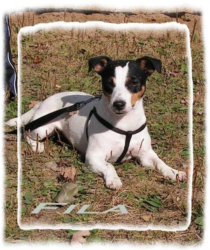 Jack russell terrier Fila billede 1