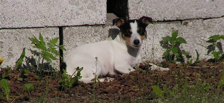 Jack russell terrier Fila billede 2