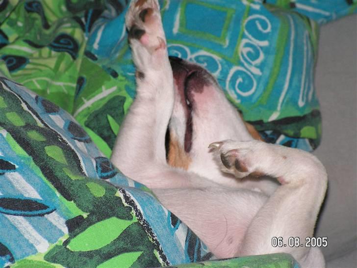 Jack russell terrier Fila - Fila er blevet træt billede 3