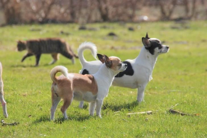 Chihuahua Chihuahua flower´s Trille billede 9