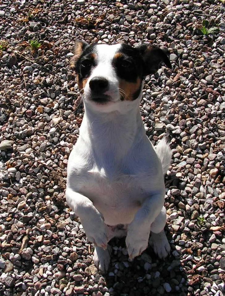 Jack russell terrier Fila billede 4
