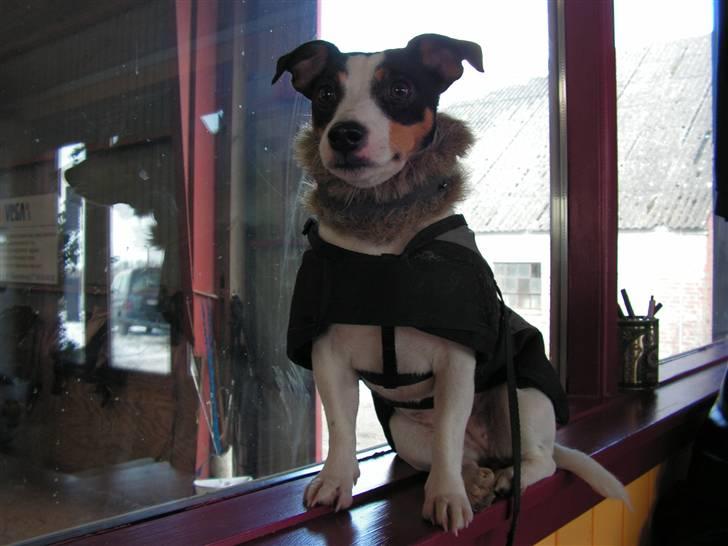 Jack russell terrier Fila billede 5