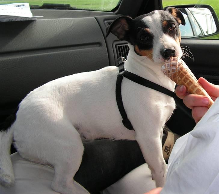 Jack russell terrier Fila - Får lige en is efetr en lang og varm dag til ridestævne billede 6