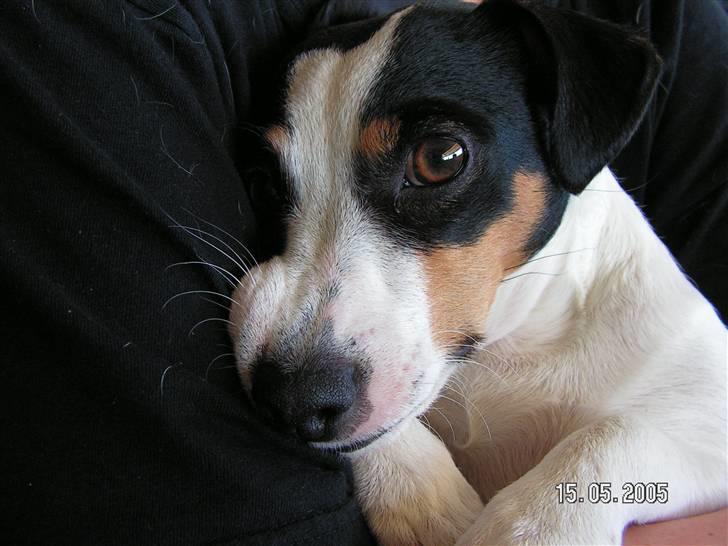 Jack russell terrier Fila billede 7