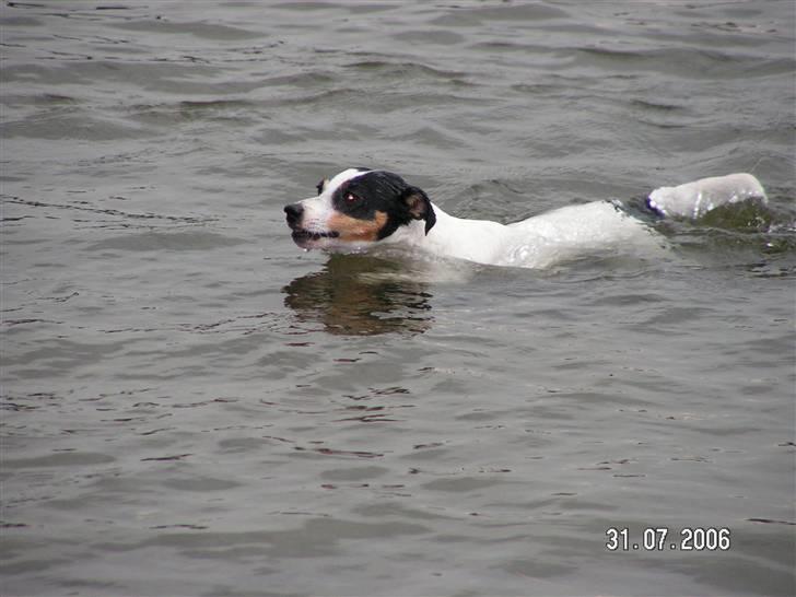Jack russell terrier Fila - Fila elsker at svømme :) billede 8