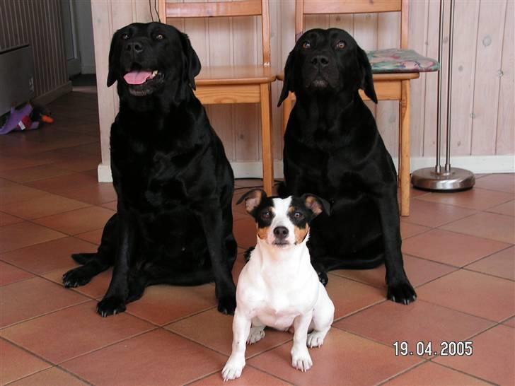 Jack russell terrier Fila - Her er Fila med hendes 2 bedste veninder Kitz og Lyt billede 9